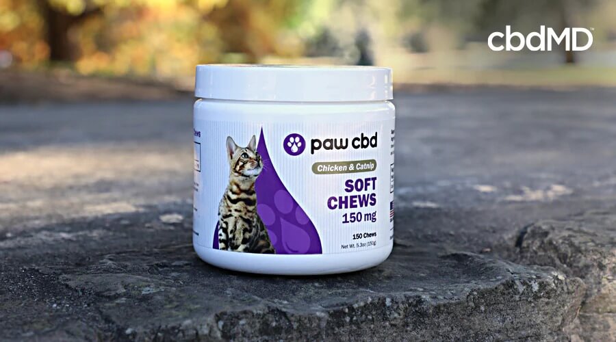 A bottle of cbd soft chews for cats from cbdmd sits on a stone step