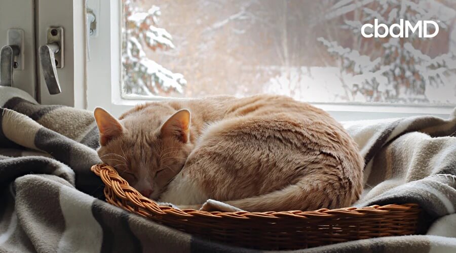 A yellow tabby cat lays curled up on a bed next to a window with snow falling outside