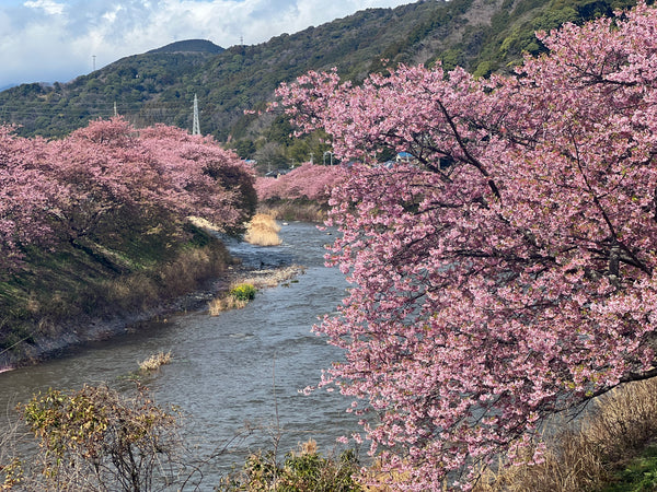 港区　六本木　花屋　ゴトウフローリスト　河津桜