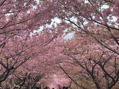 港区　六本木　花屋　ゴトウフローリスト　河津桜