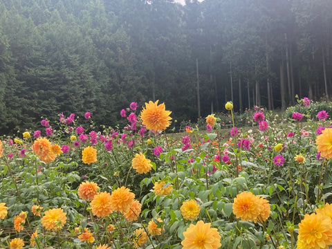 港区　六本木　花屋　ゴトウフローリスト　ダリア