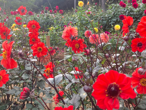 港区　六本木　花屋　ゴトウフローリスト　ダリア