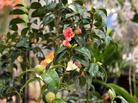 港区　六本木　花屋　ゴトウフローリスト　朝倉彫塑館