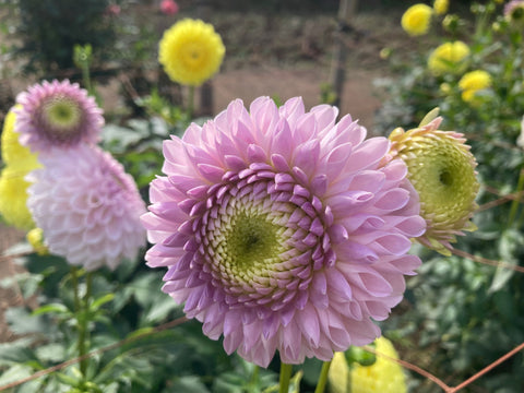 港区　六本木　花屋　ゴトウフローリスト　ダリア