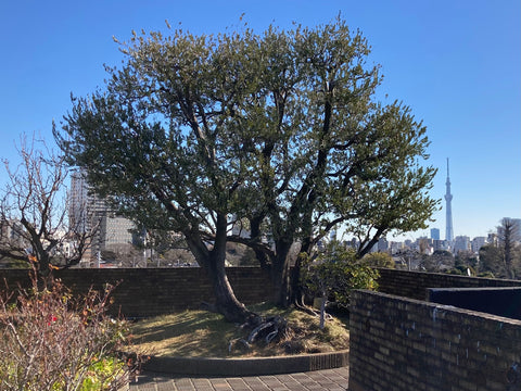 港区　六本木　花屋　ゴトウフローリスト　朝倉彫塑館