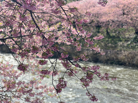 港区　六本木　花屋　ゴトウフローリスト　河津桜