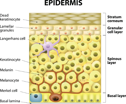 epidermal cell organelles