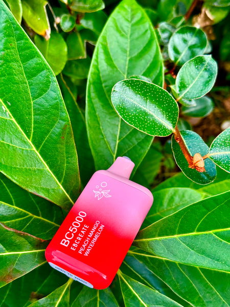 A red to pink gradient disposable vape device with the label "BC5000 EBCREATE Peach Mango Watermelon" is placed diagonally across the frame, resting on dark green, waxy leaves. The vape has a sleek design with a matte finish and features a white bee logo. The natural background of the leaves provides a vivid contrast to the striking color of the vape, and their shiny surface highlights the device's presence in the image.