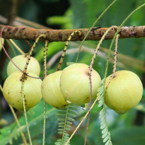 Amla's Role in Digestive Health