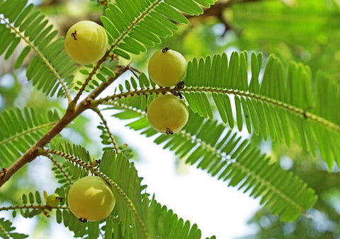 Natural amla 