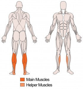 Main muscle targeted with Standing Barbell Calf Raises Technique
