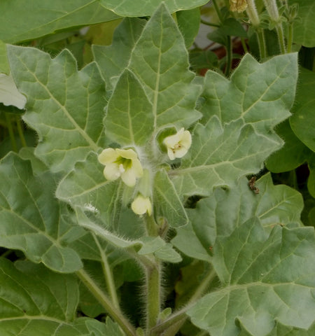 Classes: Henbane: The Witch's Friend