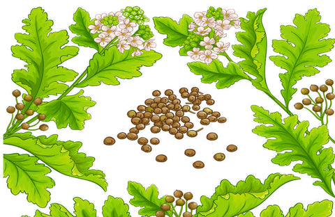 Crambe Seed Oil benefits
