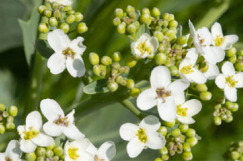Crambe Seed Oil benefits and uses
