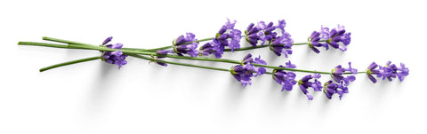 Benefits of Lavender Flower Oil