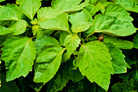 Patchouli uses, benefits, side effects and many more