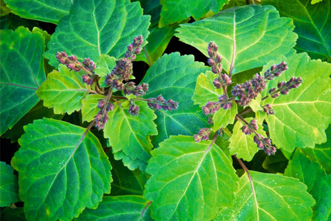 Patchouli benefits for skin care