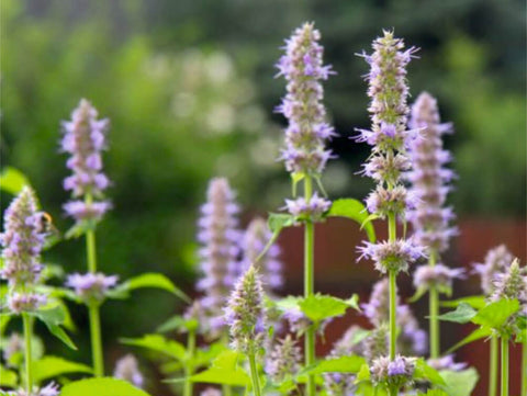 Patchouli use and benefits