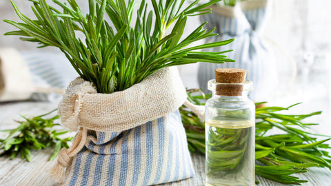 Benefits of Rosemary Leaf in Skincare