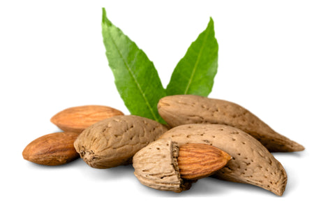 Sweet Almond Uses and Benefits
