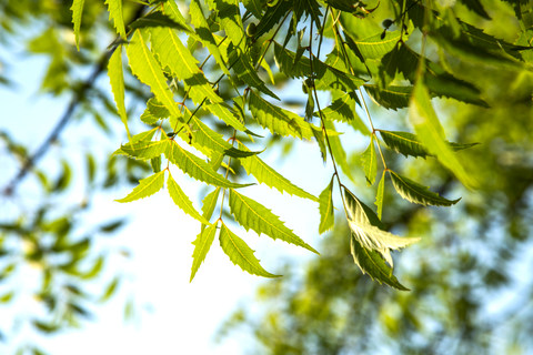 neem benefits and uses