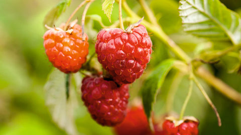 Raspberry uses and benefits