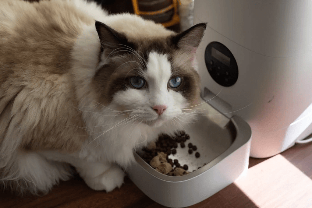 Cat eating from auto-feeder dish