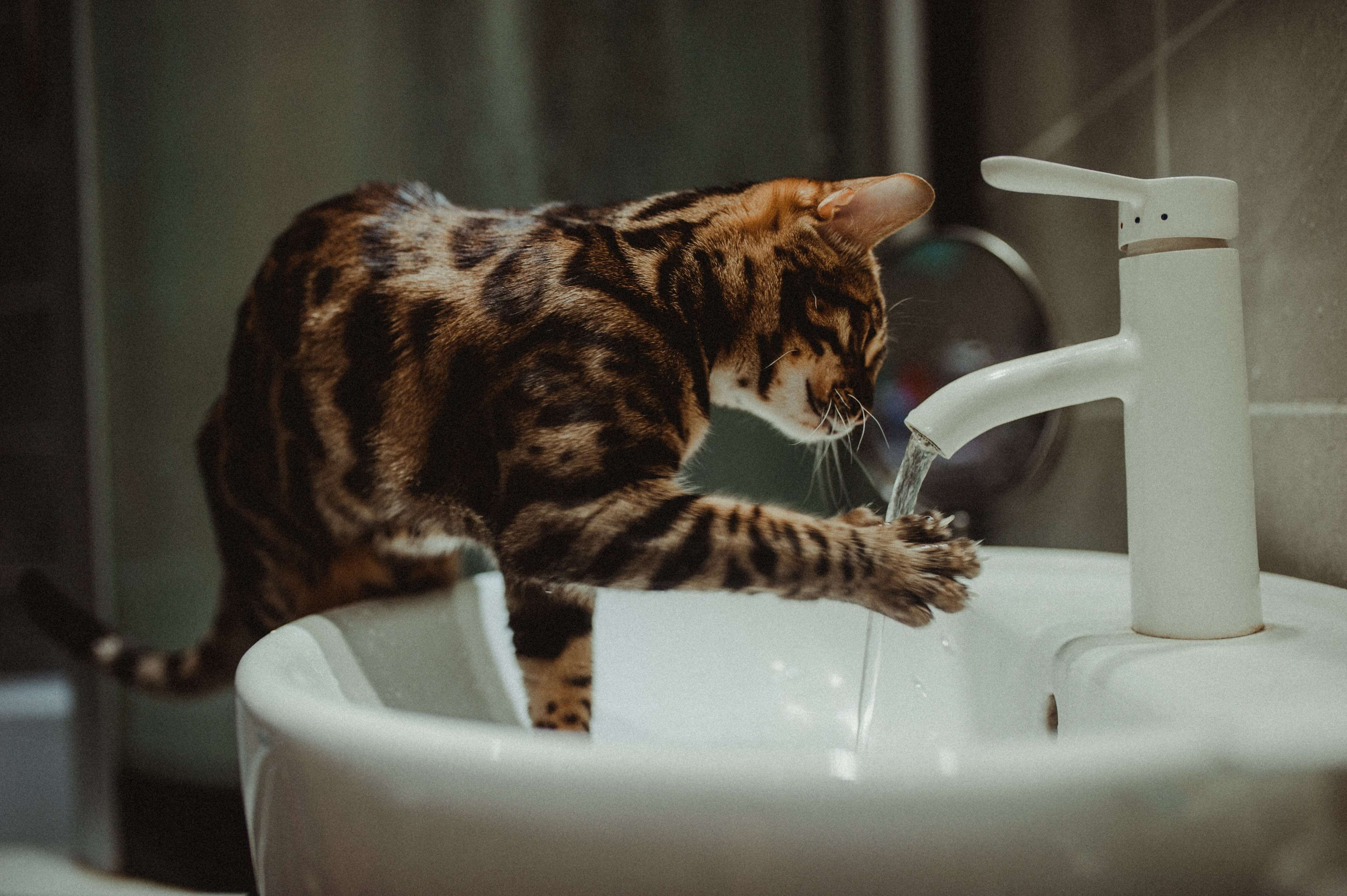Cat drinks from faucet