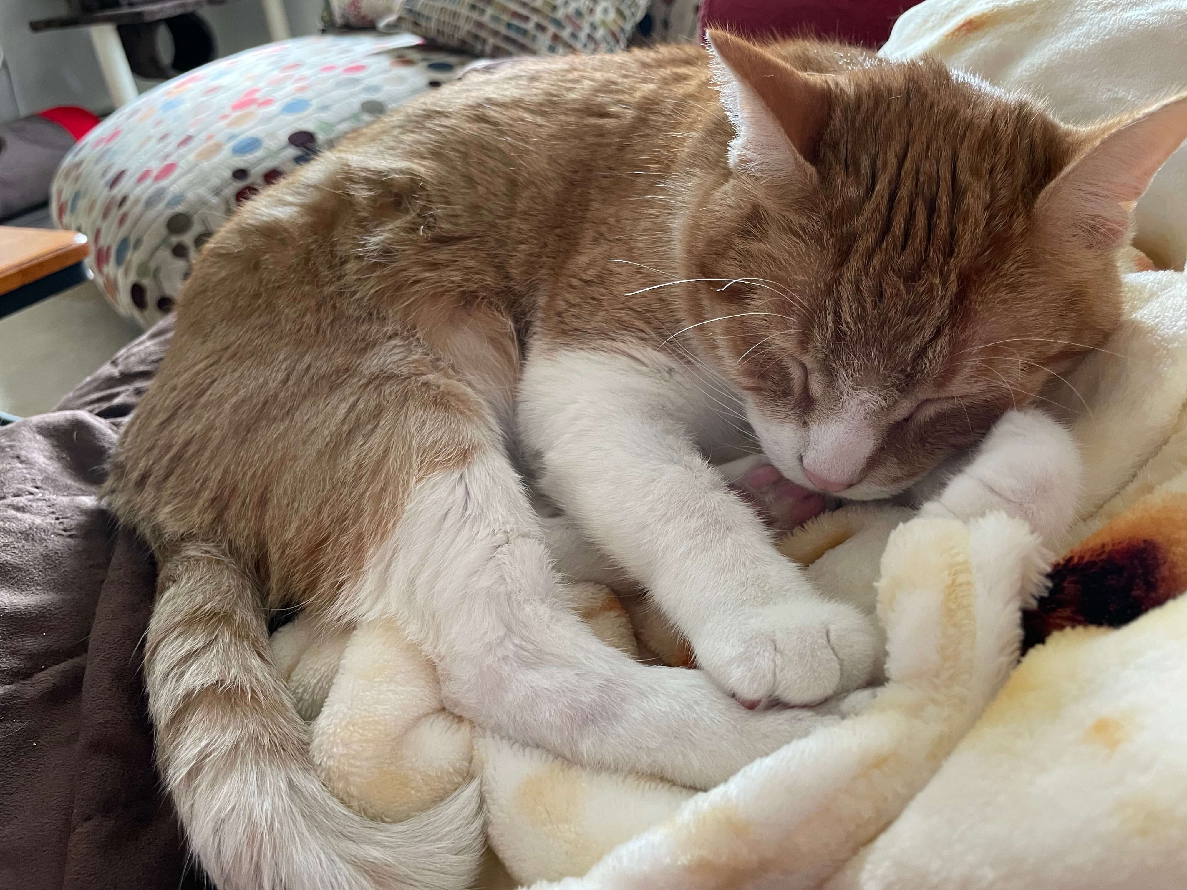 Orange tabby cat sleeps on a pile of blankets