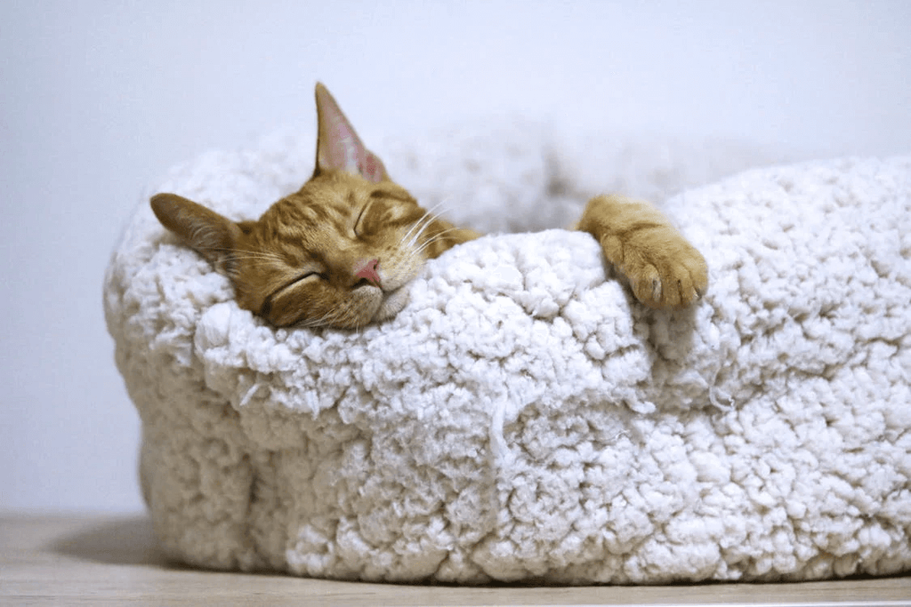 Cat asleep in white sherpa cat bed