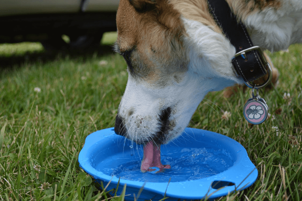 Dog drinking water in bowl outside