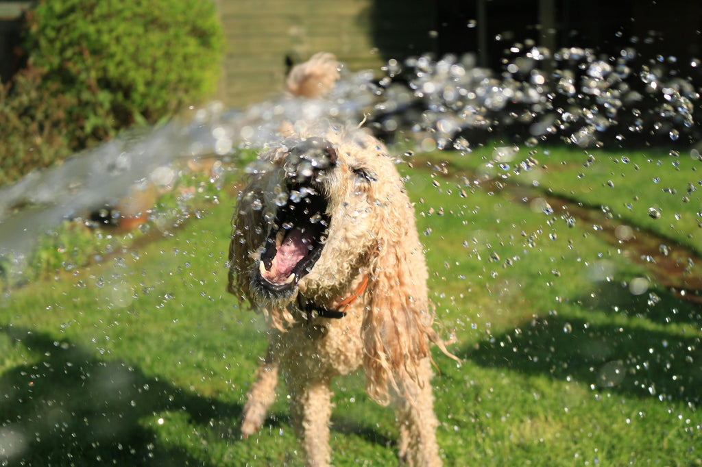 Dog plays in sprinkler