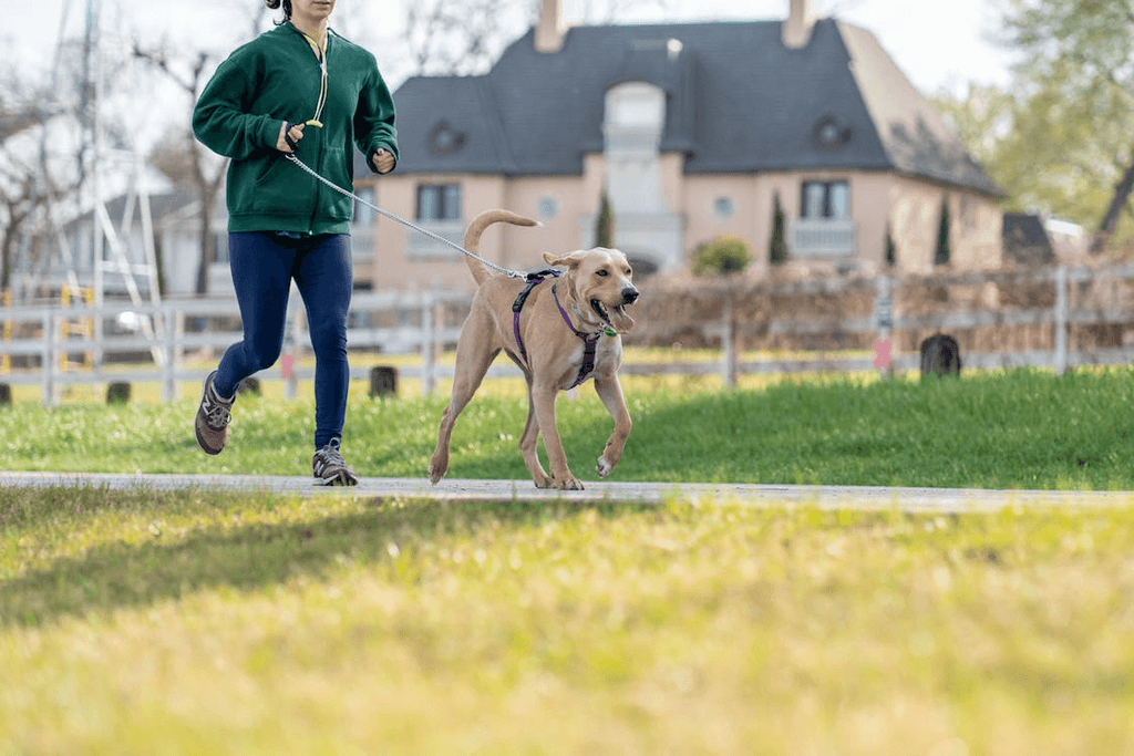 Human jogging with dog
