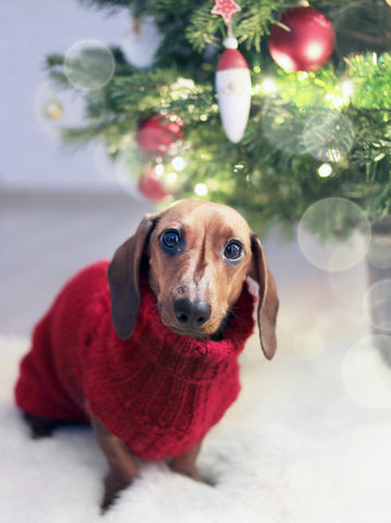 Small brown daschund wearing red sweater and standing in front of Christmas tree