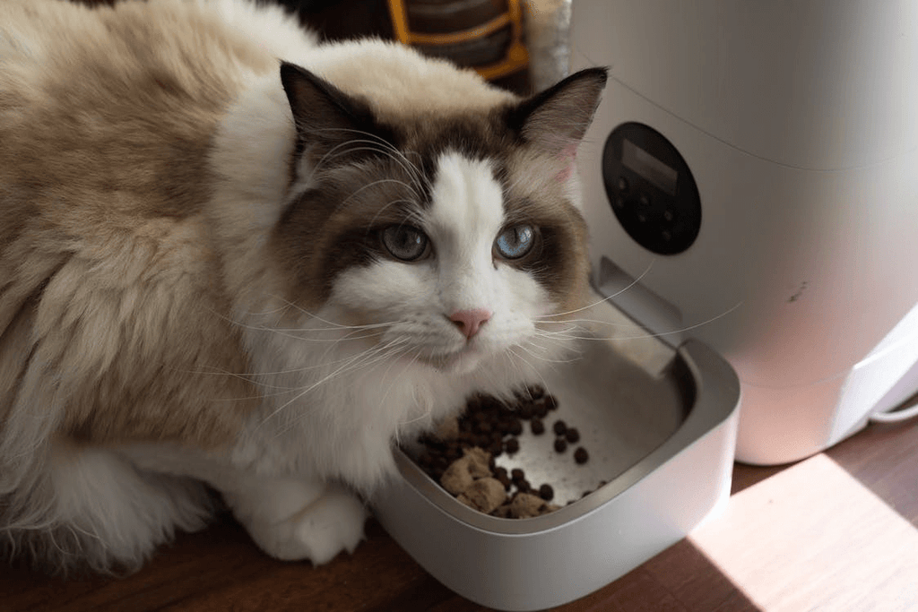 Cat eats from automatic pet feeder