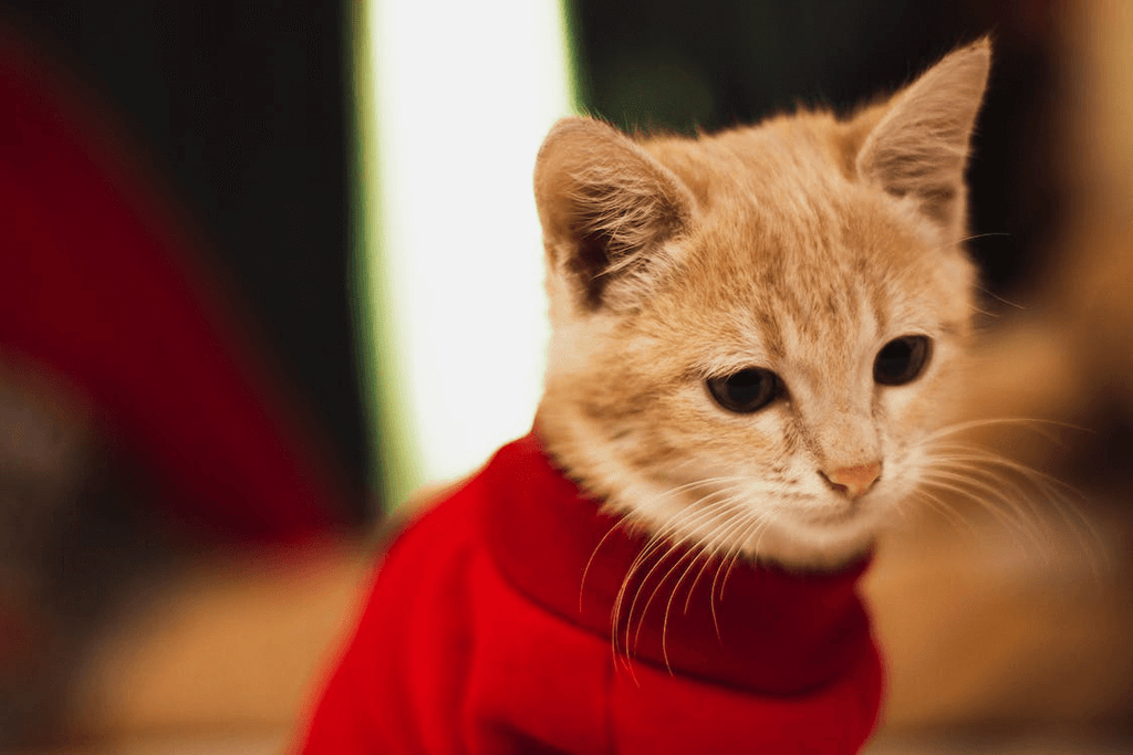Orange cat wearing a red sweater