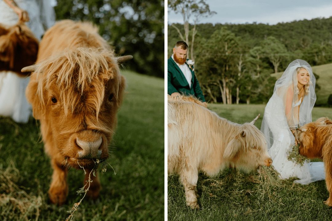 Cowbell Creek Pronovias Real Bride Rustic Country Wedding