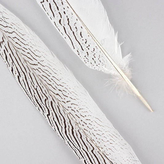 Silver Pheasant Tail Feathers, 30+ inches long, by the piece or per 10  feathers (NEW ITEM!)