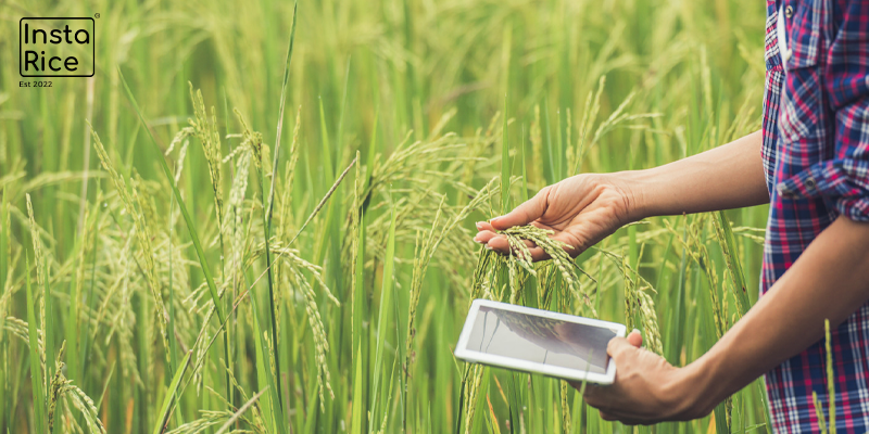 importance-of-organic-rice