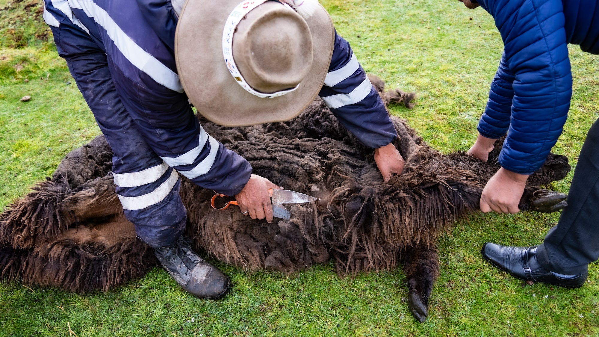 black alpaca being cut