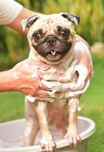 Person Bathing Dog At An Animal Shelter | ISA Professional