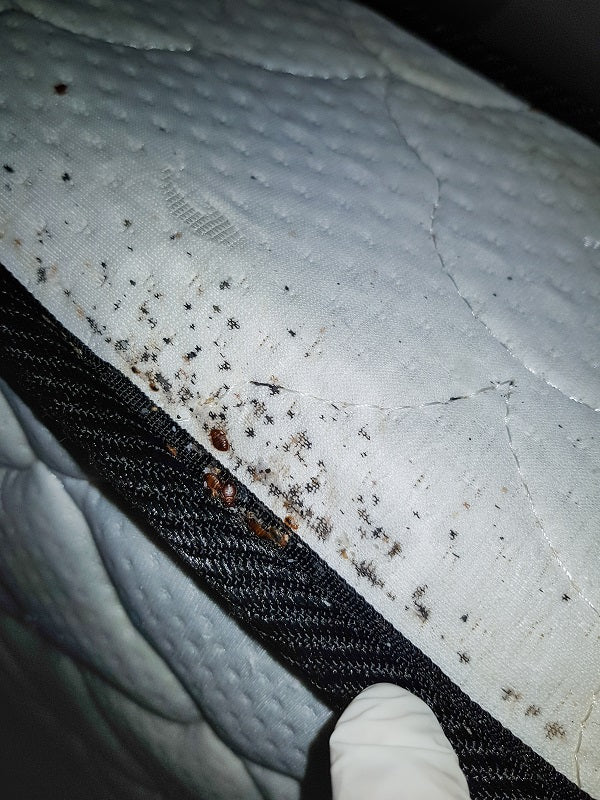 Bed Bug Spotting on Mattress