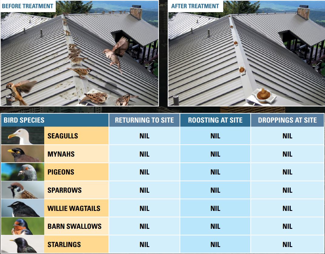 Bird Stop Before & After