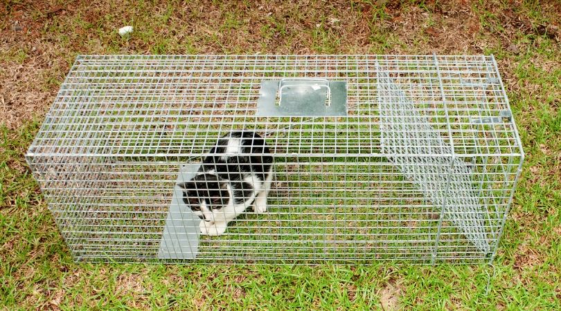 Feral Cat Trap - Humane - Tough - Buy Online - Pestrol Australia