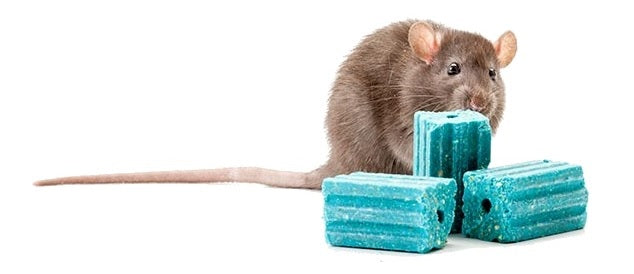 Buy Rat Bait Stations online from Sydney, Australia – Easypestsupplies