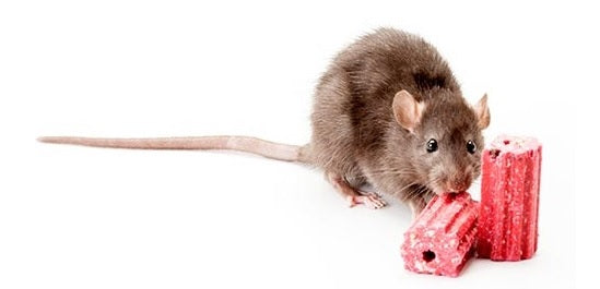 Tomcat II Rat Bait, 800g Bucket, Kills Rats Fast