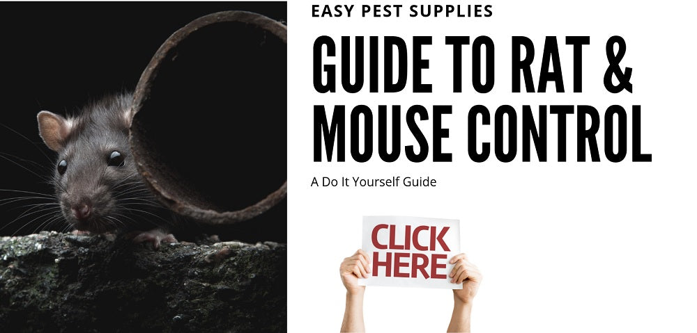 Easy 1-2-3 Steps to Rodent Control