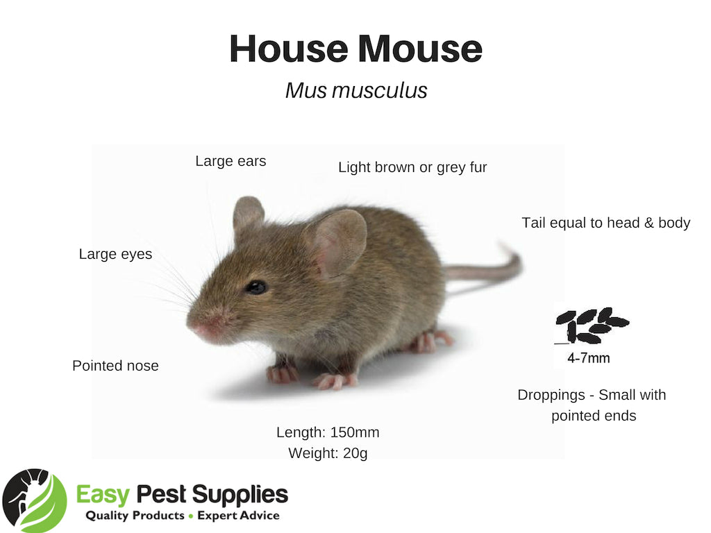 House Mouse Identification