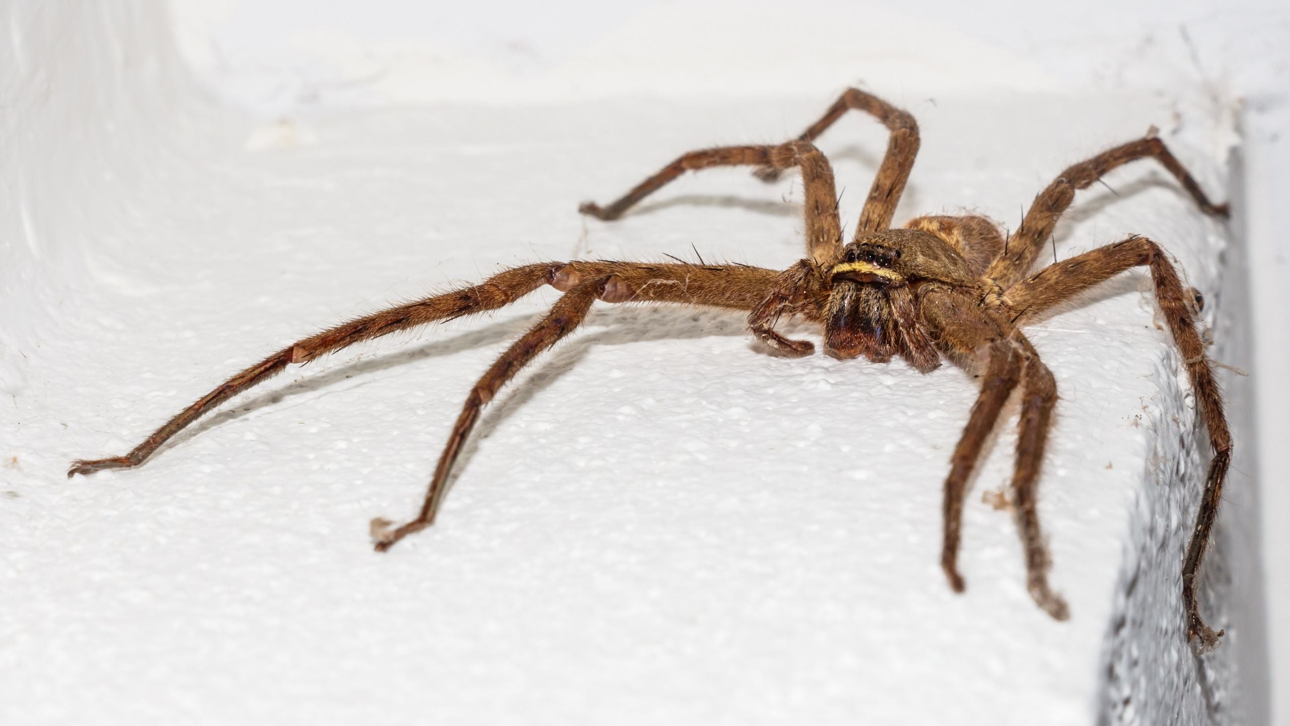 Huntsman Spider