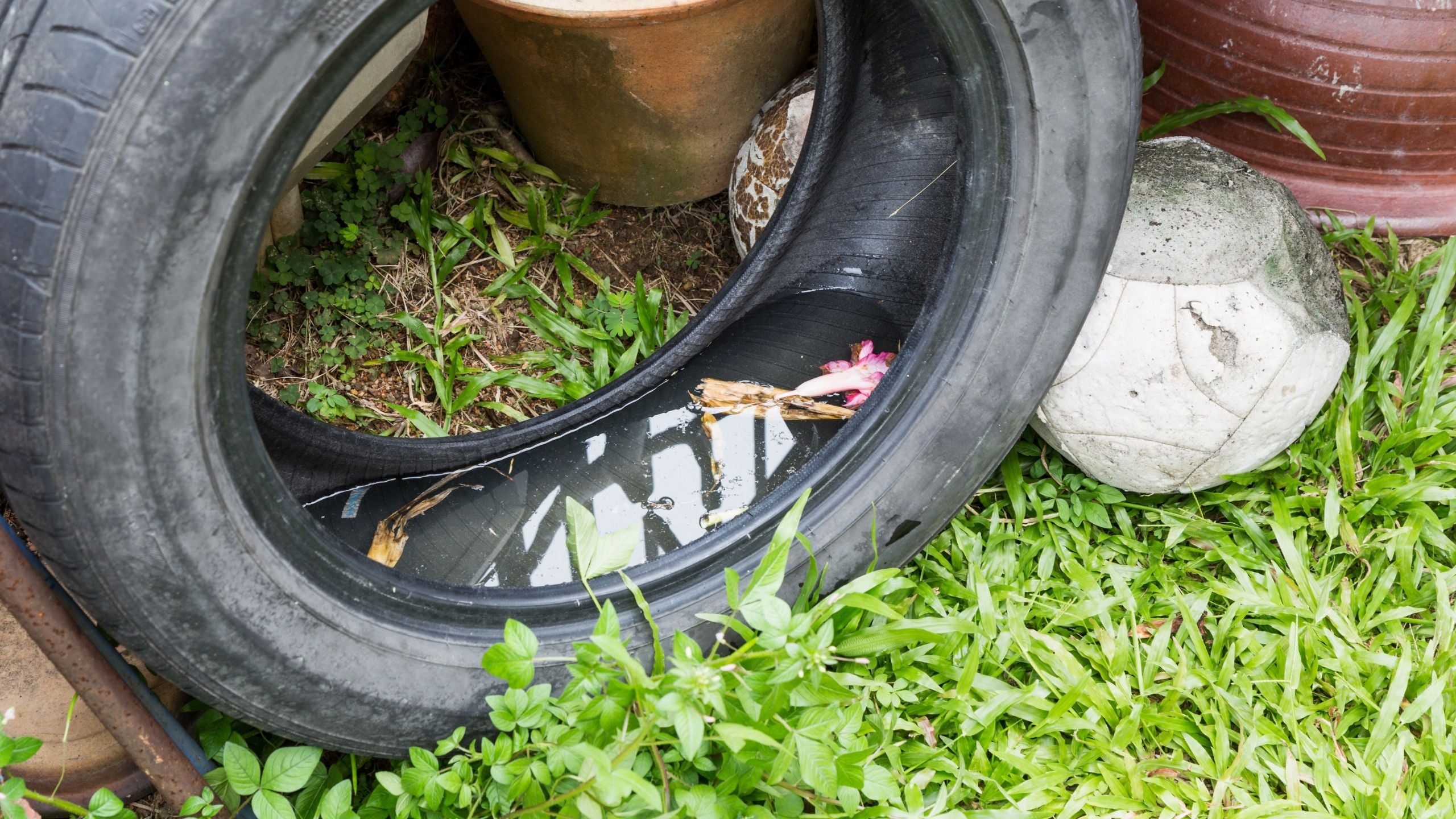 Mosquito Breeding Site Car Tyre